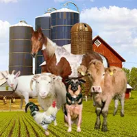 GRANJA REPRODUCTORA DE CERDOS