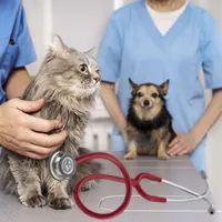 DIAGNOSIS HOSPITAL VETERINARIO