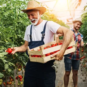 PROVEEDORA DE PLÁTANO COSTA ALEGRE