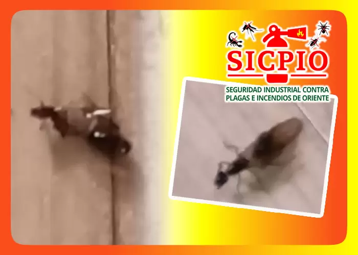 Seguridad industrial contra plagas e incendios de oriente | ¡Ya lo Encontré!