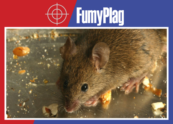 FUMYPLAG