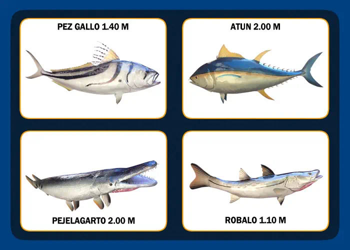 PESCADOS DISECADOS ACAPULCO - TAXIDERMIA EN LA PERLA DEL PACIFICO -