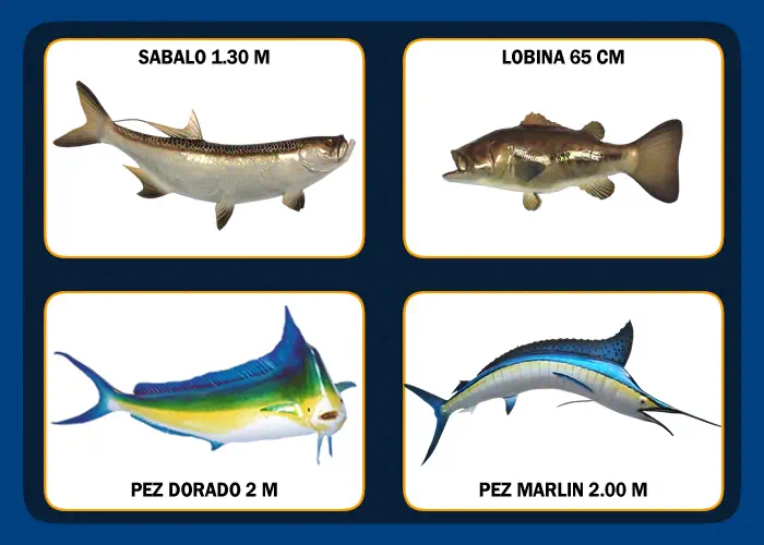 PESCADOS DISECADOS ACAPULCO - TAXIDERMIA EN LA PERLA DEL PACIFICO -