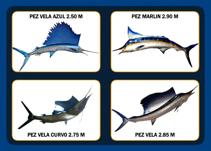 PESCADOS DISECADOS ACAPULCO - TAXIDERMIA EN LA PERLA DEL PACIFICO -
